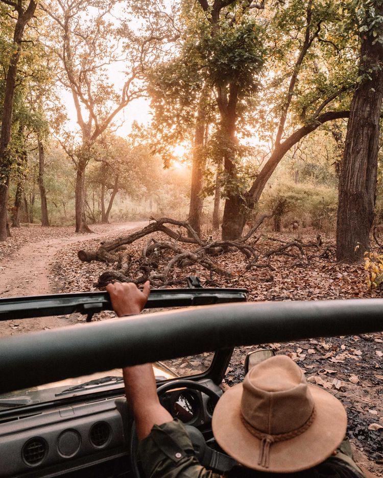 Different Types of Safaris