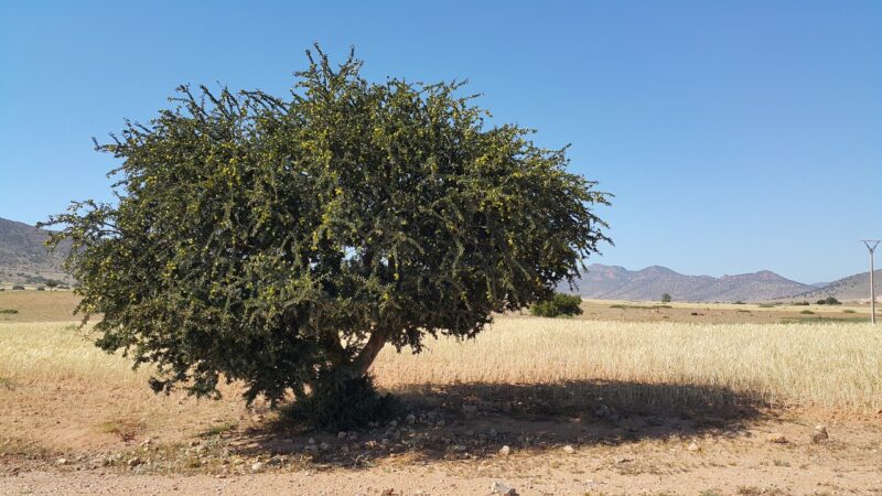 Argan oil :- The miraculous oil for hair, skin, and nails