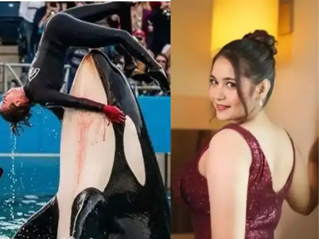 jessica-radcliff | Beyond The Punchlines The Truth Behind the Viral 'Dolphin Attack Trainer Jessica' Story